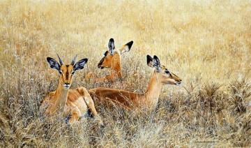 impalas au repos Peinture à l'huile